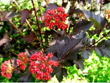 ������������� �������.JPG