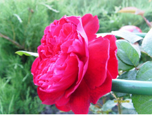 ���� �.�..JPG