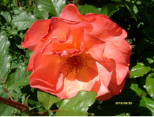 ���� ����������