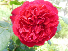 ���� ������ �������.JPG