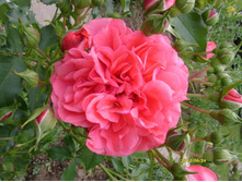 ���� ������.JPG