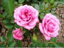 ���� ������ �������� ������.JPG