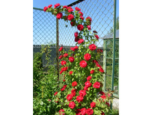 ���� ���������.JPG