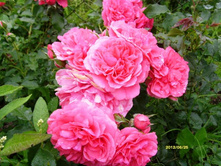 ���� ��������1.JPG