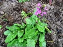 ������ ������.JPG