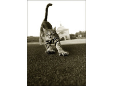 1320919895_cat-gary-parker-1.jpg