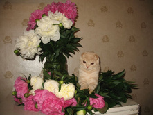 ����������� 010.jpg