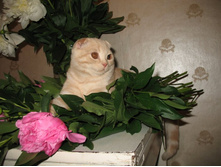 ����������� 017.jpg