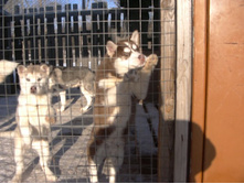 ���� 26.01.12.JPG