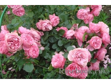 Leonardo da Vinci.jpg