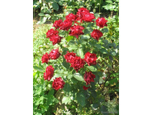 Hommage a Barbara (Delbard) 