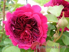 William Shakespeare 2000.jpg