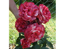 ������� ���� brownie.jpg