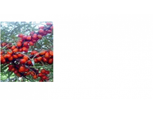 ��������  ��������� ����-135.png