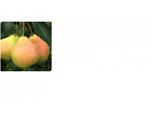 ����� ������ ��������-209.png