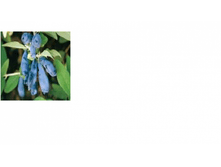 ��������� ������-135.png