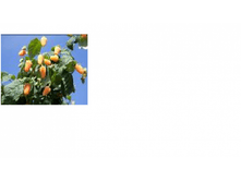 ������ ������� ������-152.png