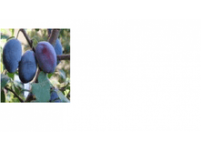 ����� �������� �������� (�����)-209.png