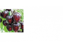 ������� ������-209.png