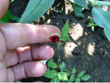 ������ �����.JPG