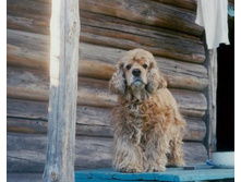 � ������ :)