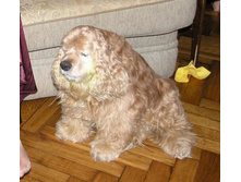 � �������� :)