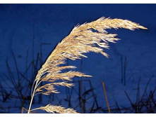 ������ ��������