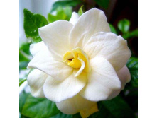 ����գ���