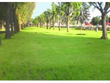 ���������� ������-�������� 1 �� ��̣��� ������ 155,00 ���..jpg