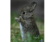 large - �����.jpg