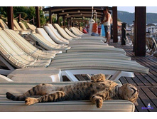 large (1) - �����.jpg