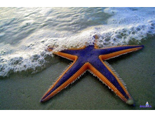 large (5) - �����.jpg