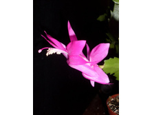 ��������� ���������� ����������� ���������