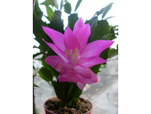 ��������� ���������� ����������� ���������