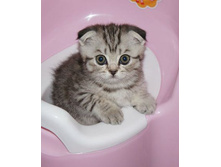 ��� �������