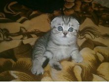 ��� ����