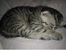 ���� ���