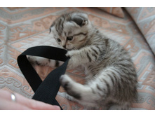 ���� ���