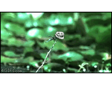 tumblr_lvolu2eTvd1qdlh1io1_400.gif