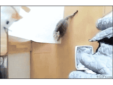 tumblr_m3f62kRRWr1qdlh1io1_r1_400.gif