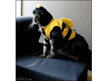 tumblr_m5qvvlAnOf1qdlh1io1_400.gif