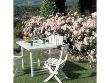 Roza_Bonica_-Tomichka 7,72����.jpg