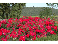 Roza_Knock_Out 7,72����.jpg