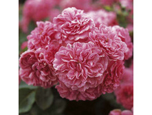 Roza_Les_Quatre_Saisons 7,72����.jpg