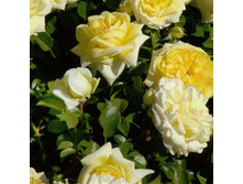 Roza_Nadia_Meidiland 7,72����.jpg