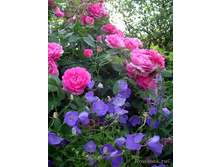 Morden_Centennial 5,03����.jpg