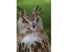 ����������� �������