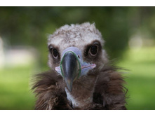 ����������� �������