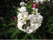 ���� 264.jpg