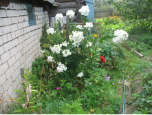 ���� 266.jpg